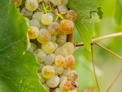 Putevima vina