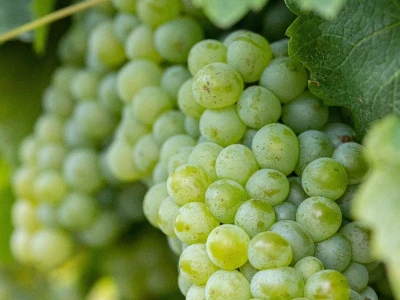 Putevima vina