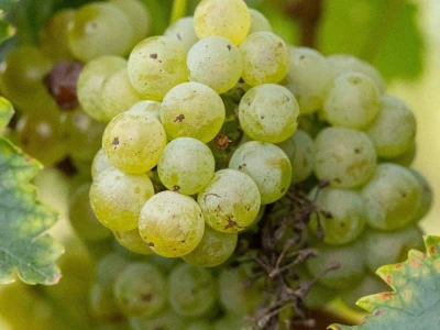 Putevima vina