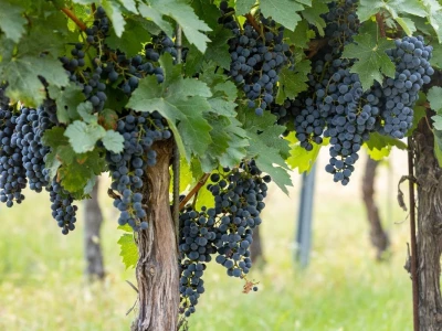 Putevima vina