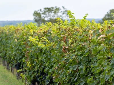 Putevima vina