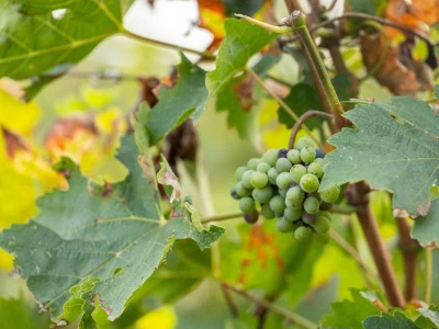 Putevima vina
