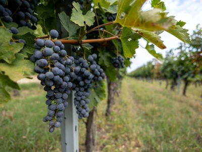 Putevima vina