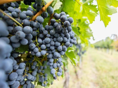 Putevima vina