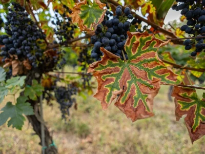 Putevima vina