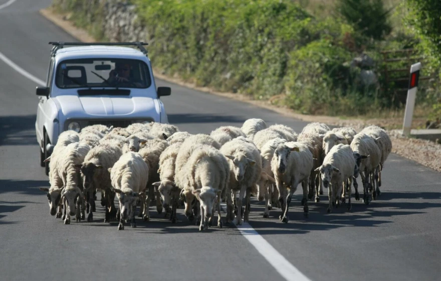 pa&scaron;ka janjertina