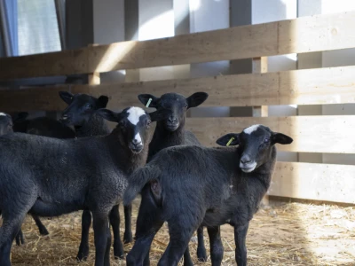 Queen sheep obitelji Lenac