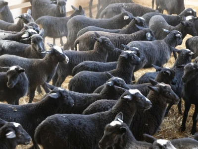 Queen sheep obitelji Lenac