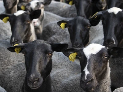 Queen sheep obitelji Lenac
