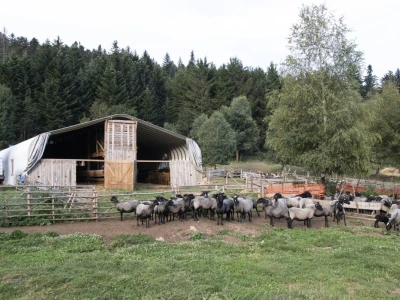 Queen sheep obitelji Lenac