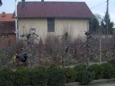Rasadnik