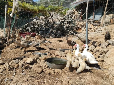 Farme na otoku Rabu koje posebno vole posjećivati djeca