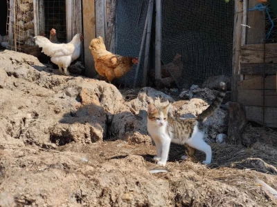 Farme na otoku Rabu koje posebno vole posjećivati djeca