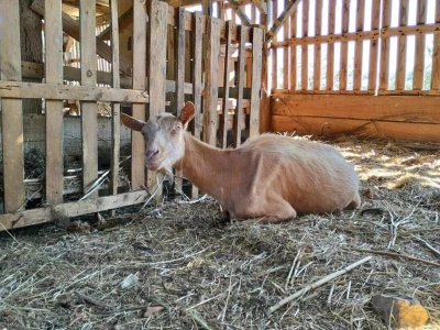 Farme na otoku Rabu koje posebno vole posjećivati djeca