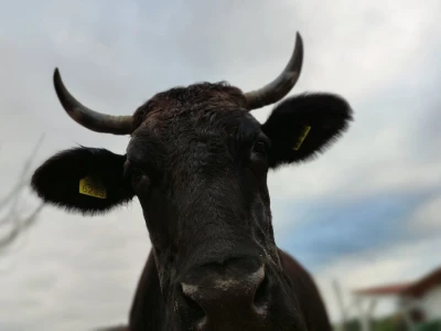 Ranch4Me