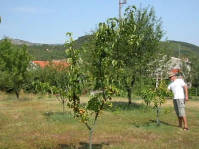 Dražen Rančić pokazuje obilan urod nanši?