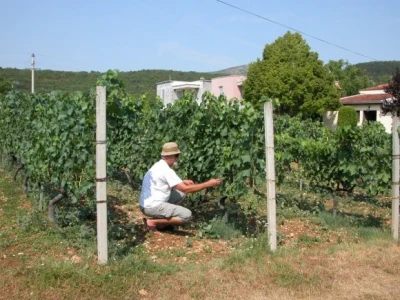 Rančić pokazuje i izdašan urod grožđa u svom plantažnom vinogradu