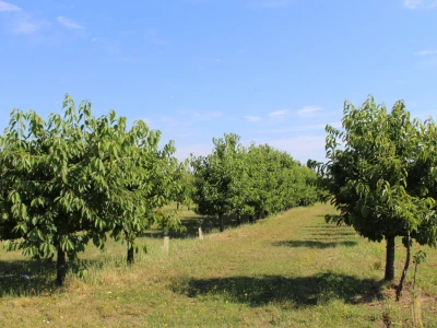 Rasadnik Karolina Osijek