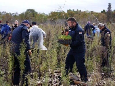 Boranka: U dva dana posadili 10.000 stabala primorskog bora