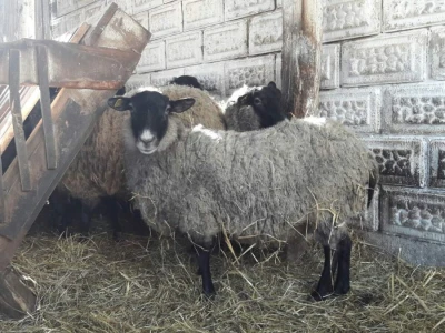 Raznovrsnost na gospodarstvu je ključ uspjeha obitelji Kišiček iz Ferdinandovca