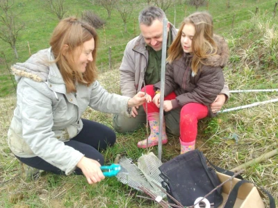 Snježana je cijepila prve šljive