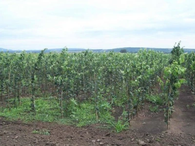 Uzgoj jabuka u Mađarskoj