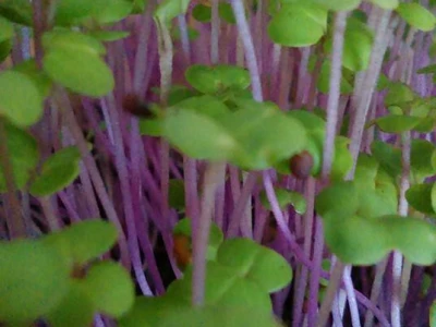 Mikrogreens repa