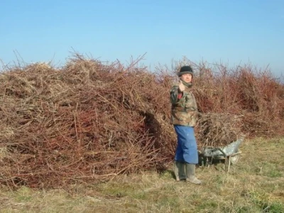 Spaljivanjem granja uništava štetnike i uzročnike bolesti