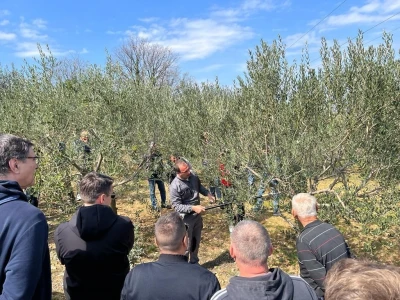 REZIDBA MASLINA   Kako mladi agronomi Stjepan i Toni grmolike masline  pretvaraju u polikončne vaze