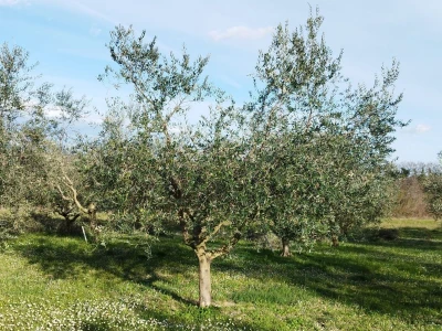 REZIDBA MASLINA   Kako mladi agronomi Stjepan i Toni grmolike masline  pretvaraju u polikončne vaze
