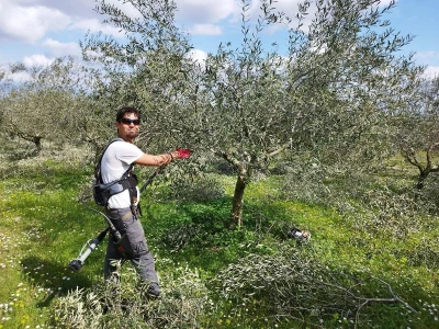 REZIDBA MASLINA   Kako mladi agronomi Stjepan i Toni grmolike masline  pretvaraju u polikončne vaze