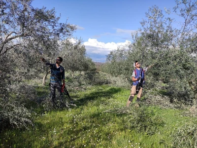 REZIDBA MASLINA   Kako mladi agronomi Stjepan i Toni grmolike masline  pretvaraju u polikončne vaze