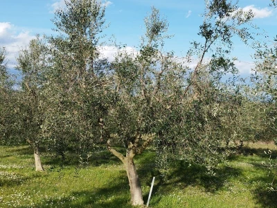 REZIDBA MASLINA   Kako mladi agronomi Stjepan i Toni grmolike masline  pretvaraju u polikončne vaze
