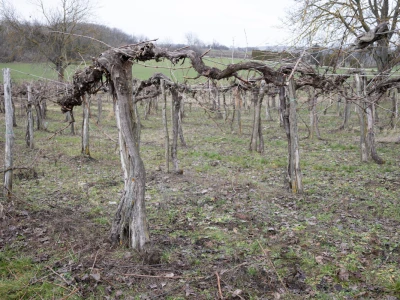 Rezidba vinove loze