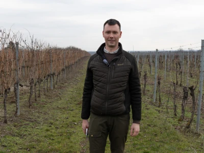 Rezidba vinove loze