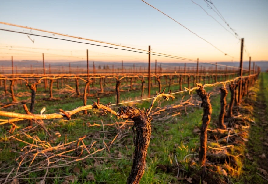 rezidba voćnjaka i vinograda