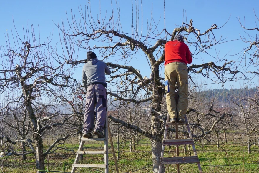 rezidba voćnjaka i vinograda