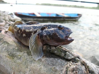 Glavoč okrugljak Neogobius melanostomus