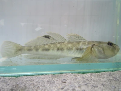 Riječni glavoč, Neogobius fluviatilis, Foto M. Piria i Goran Jakšić
