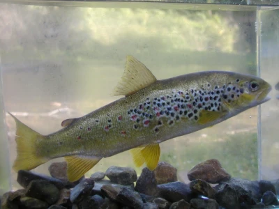 Endemska mekousna pastrva Salmo obtusirostris salonitana Foto : M. Piria