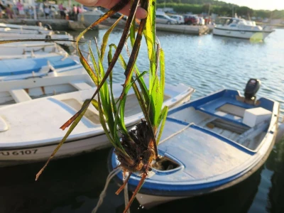 Ribarska noć i kuhanje Brudeta u Ližnjanu