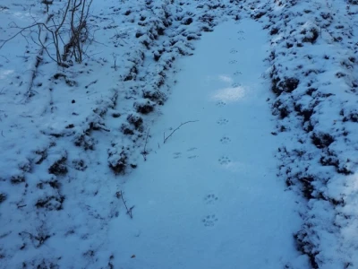 Ris Doru ispušten u NP Risnjak
