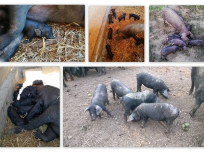 Robert Bujan, uzgajivač fajferica iz Draganića