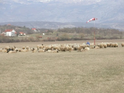 Branko Romac sa svojim stadom ovaca na ispaši u sportskoj zračnoj luci Sinj