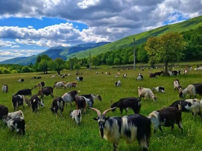 #RuralFoto Životinje