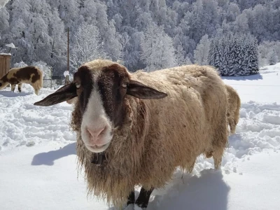 Ruralni turizam Kod Josipa
