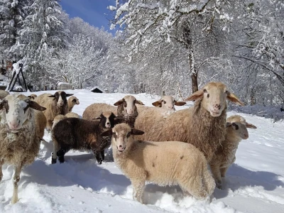 Ruralni turizam Kod Josipa