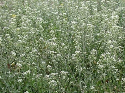 Rusomača