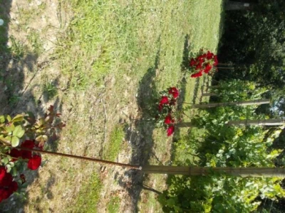 Ruže u vinogradu