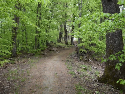 Ružica grad na obroncima Papuka